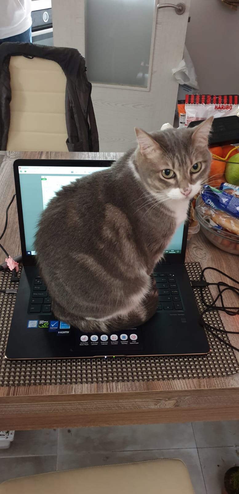 Mi ayudante en el teletrabajo.