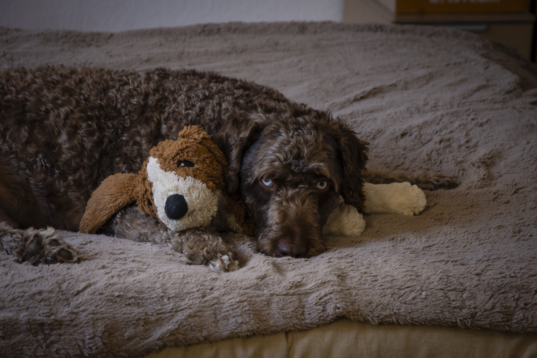 Maia no entiende lo qué ocurre.