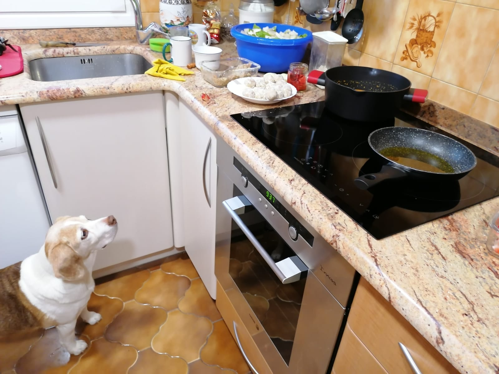 Eki esperando a ver si cae una albóndiga al suelo.