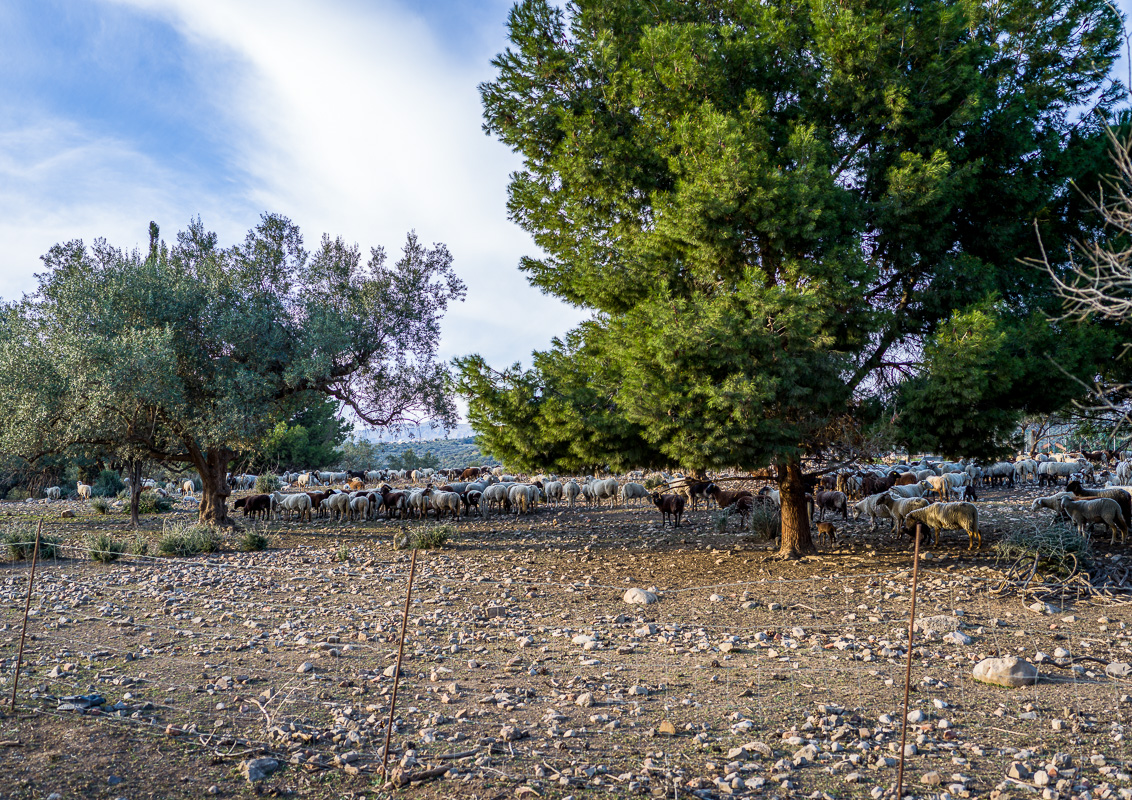 El rebaño descansa a la espera de que se eche encima la noche.