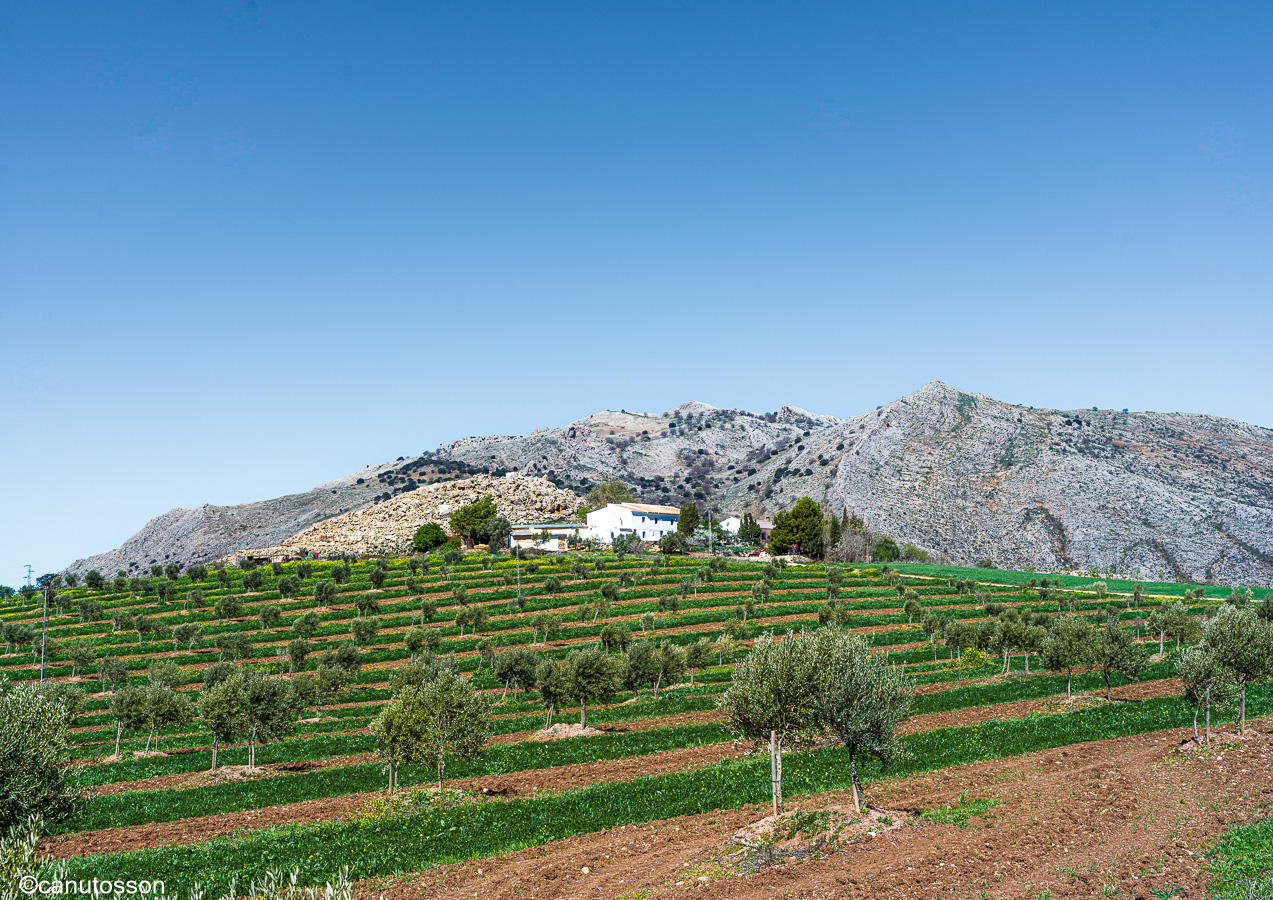 Explotación y cultivo del olivar con manto vegetal.