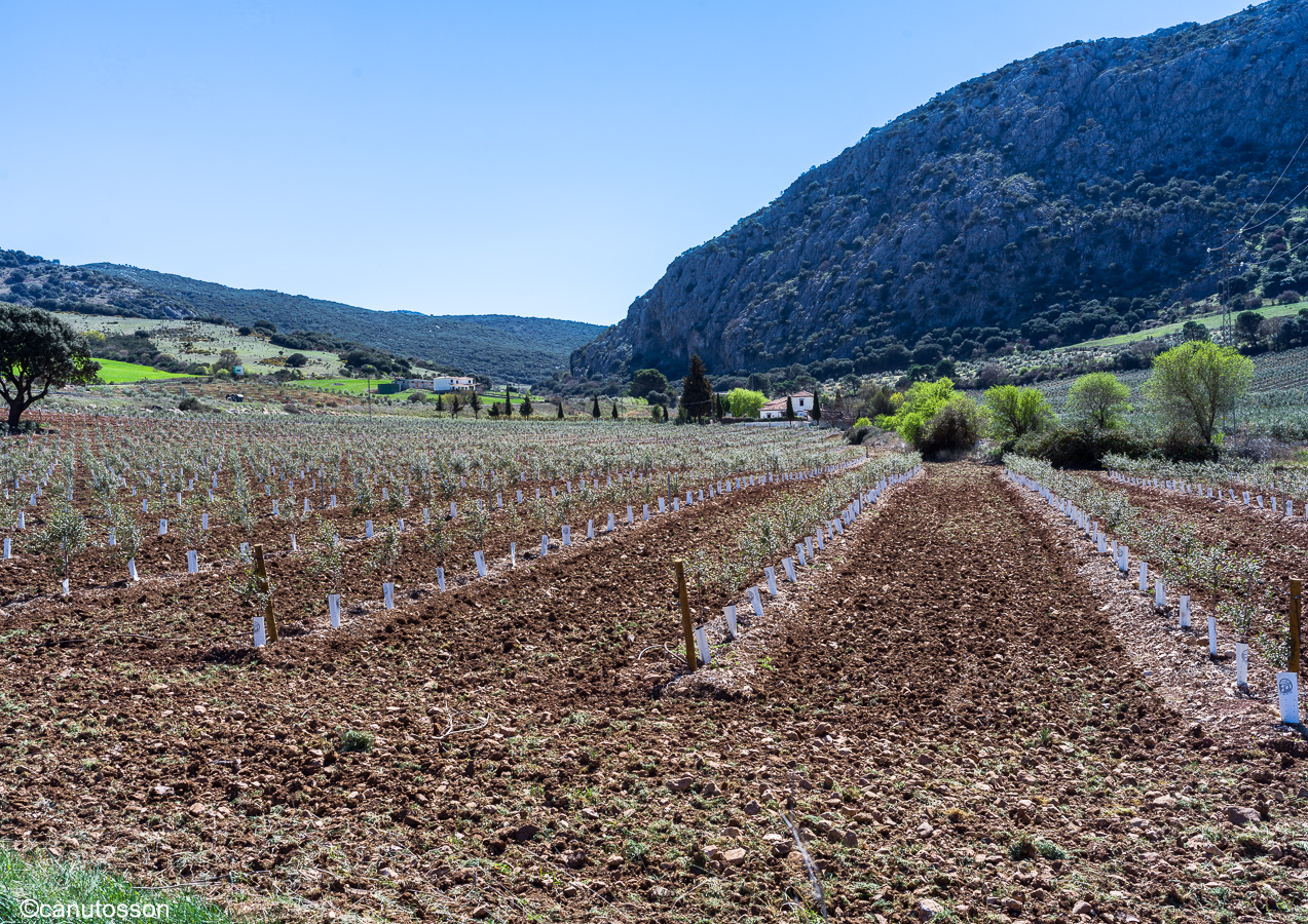 Plantones de olivar intensivo dada la pòca distancia entre las plántulas.
