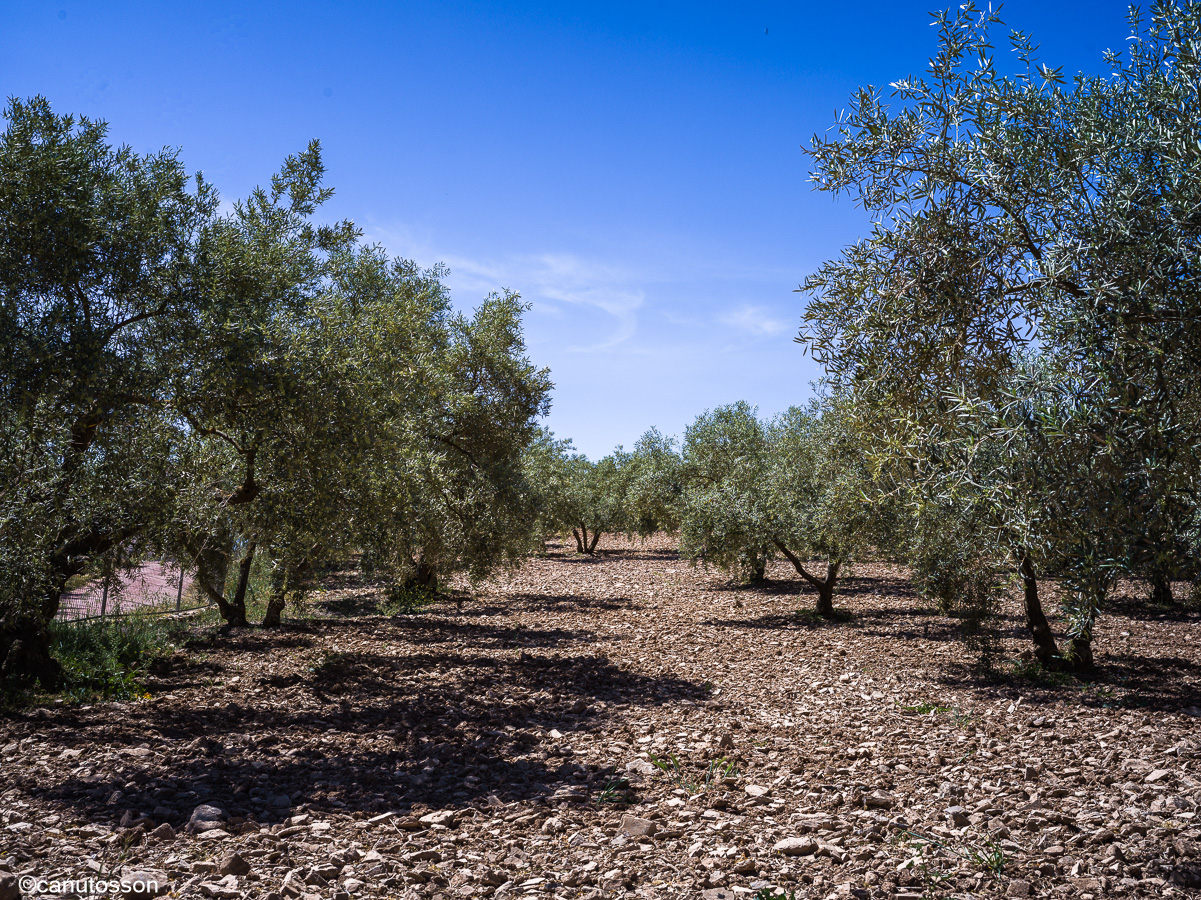 Olivar de secano. Suelo desnudo. Labrar y usar hervicidas.