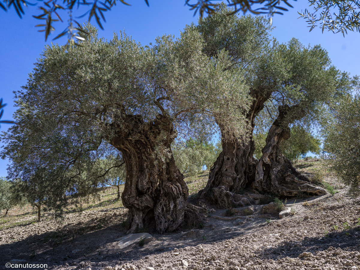 Mejor Olivo Monumental de España 2013: Olivo de Arroyo Carnicero de Casabermeja