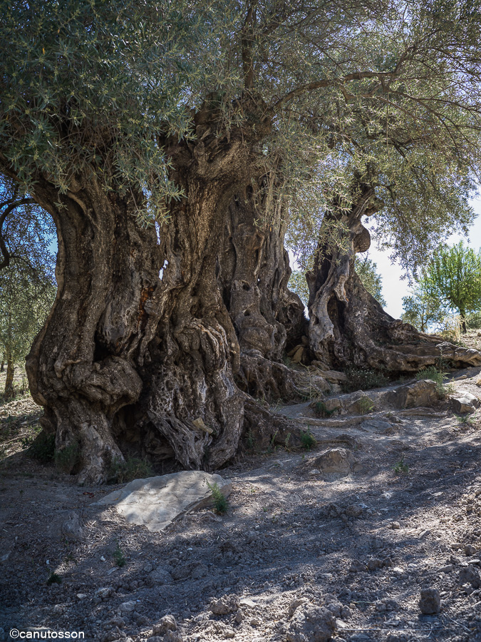 Mejor Olivo Monumental de España 2013: Olivo de Arroyo Carnicero de Casabermeja 2