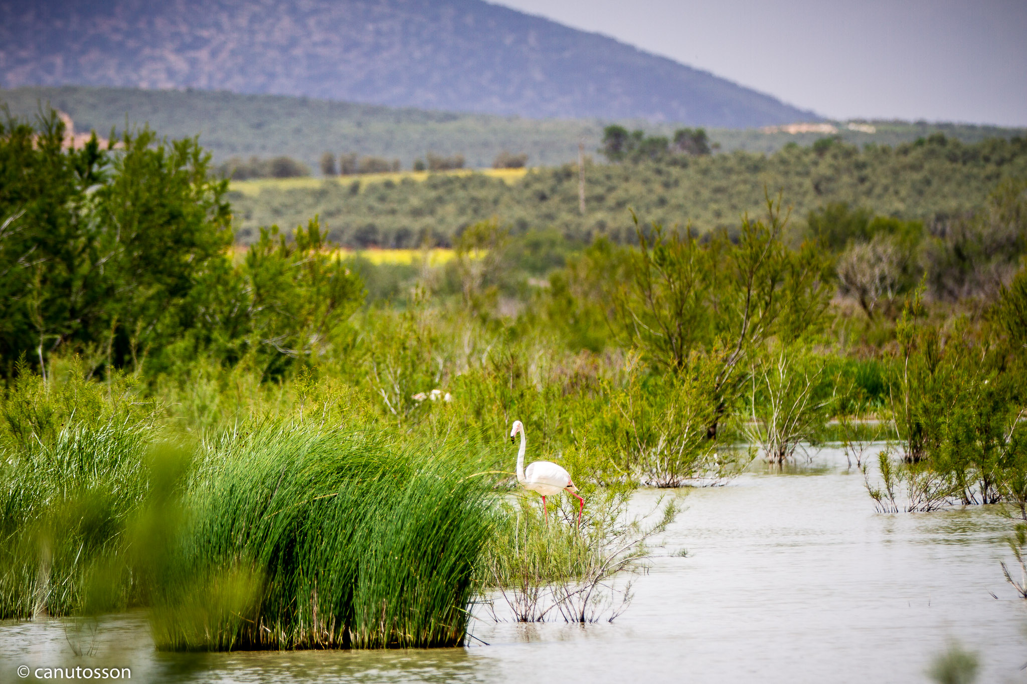 Humedal de Fuente de Piedra. 2018 un año de lluvias.