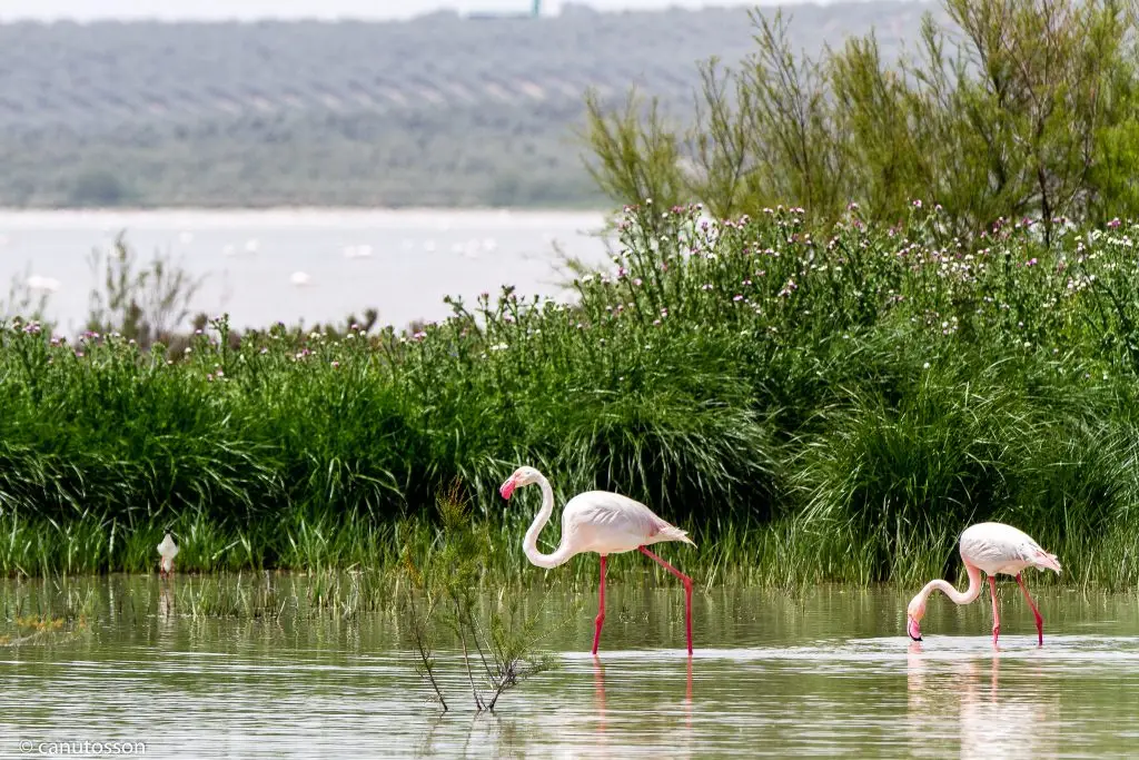 Fuente de Piedra. Flamencos. 2018