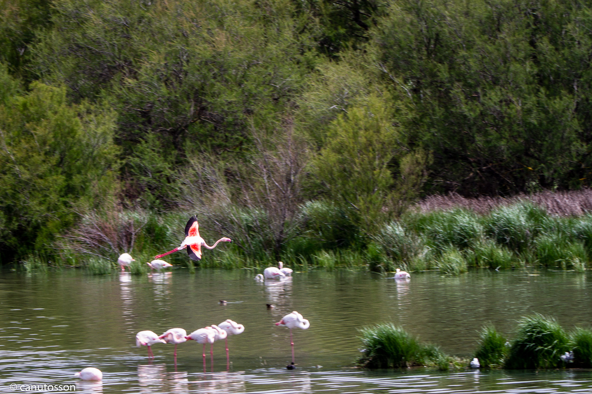 Laguna de Fuente de Piedra. Primavera 2018