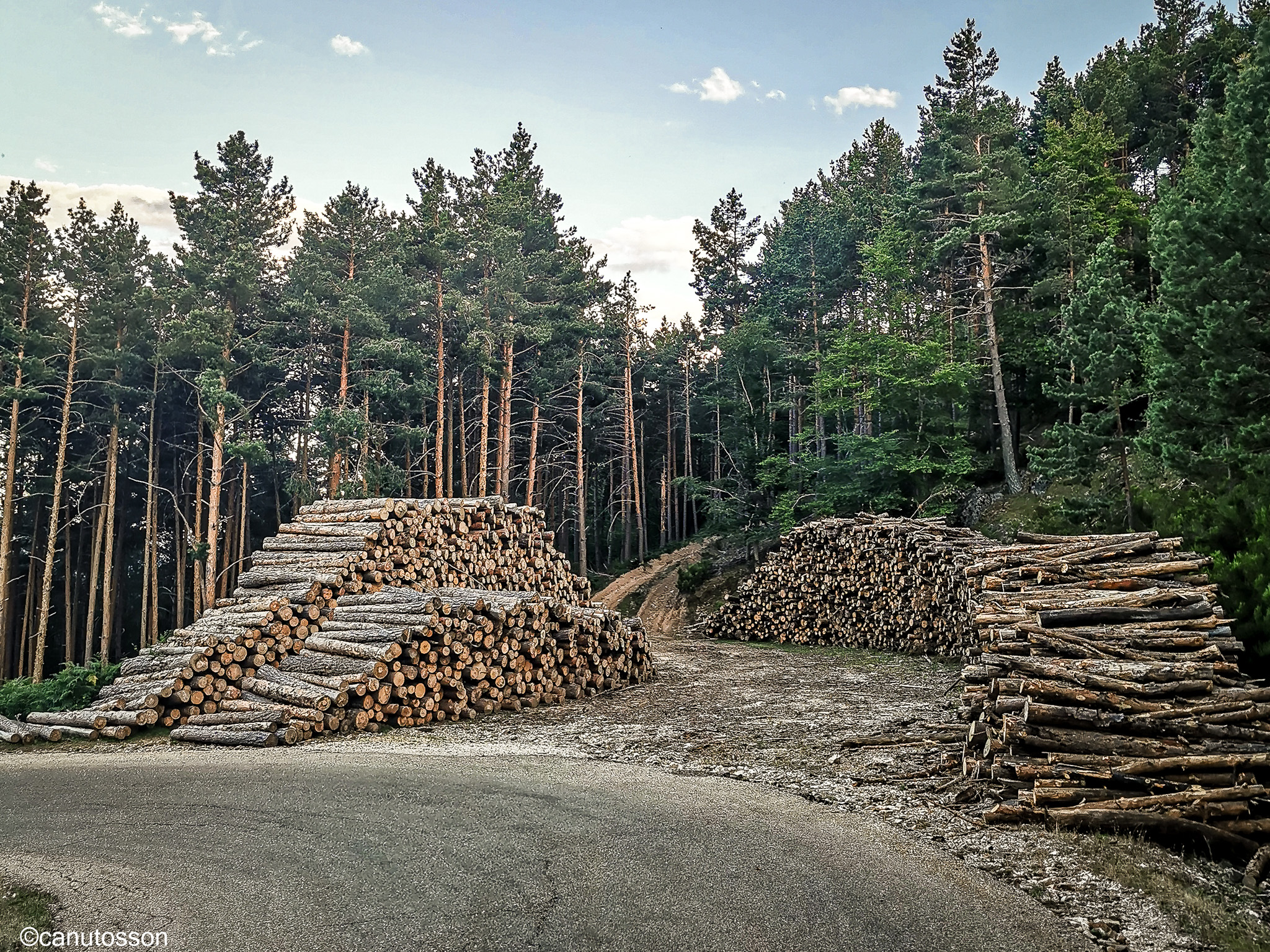 Zona de grandes bosques de coníferas.