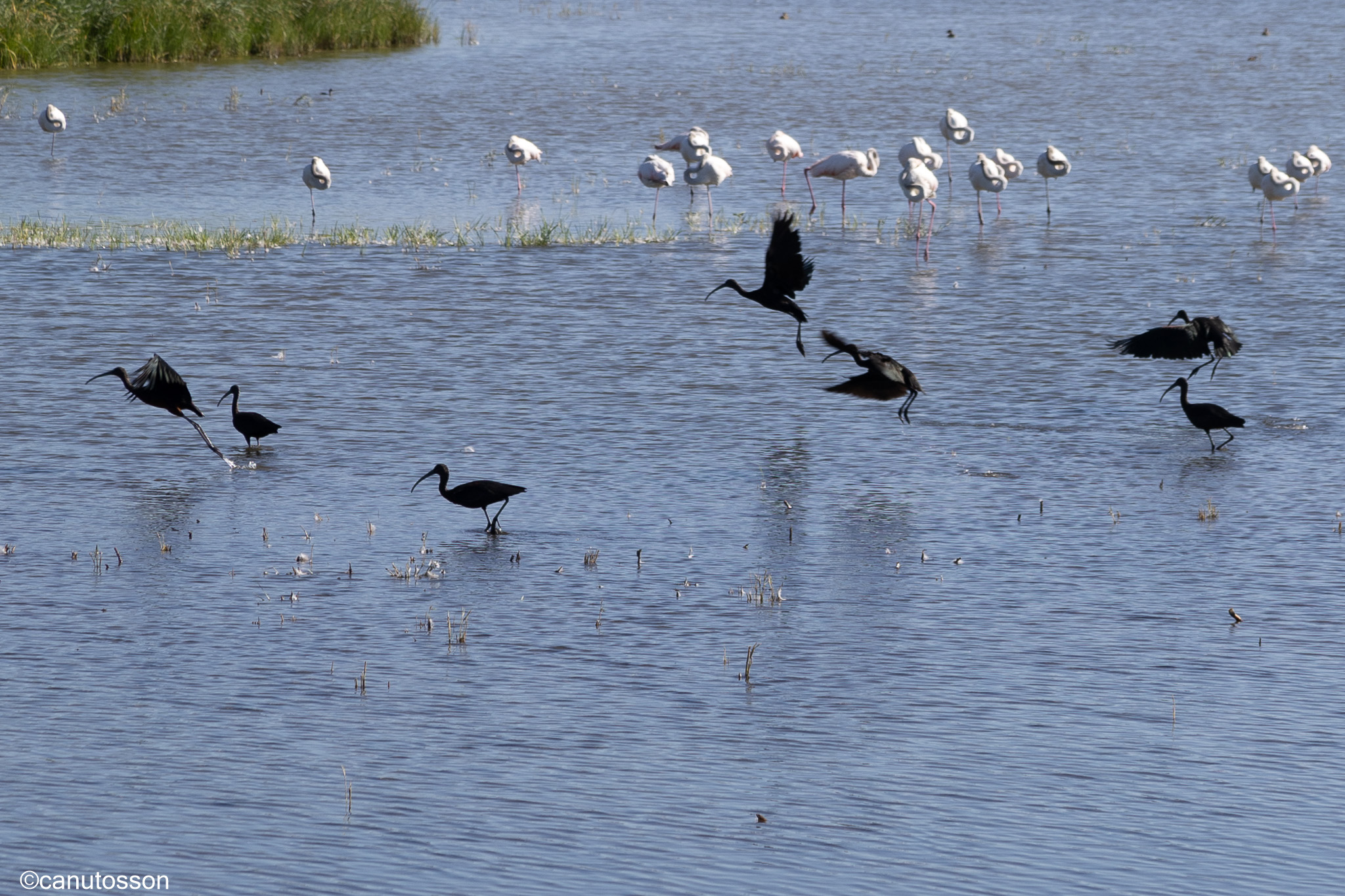 Morito Común alzando el vuelo.