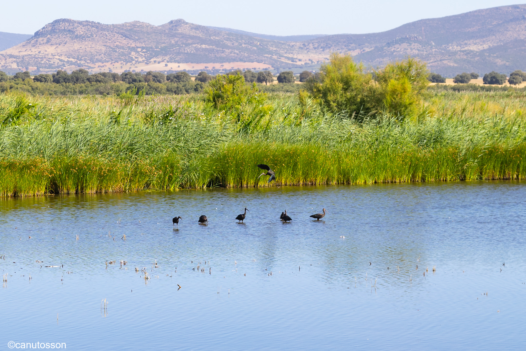 Grupito de Morito Común.