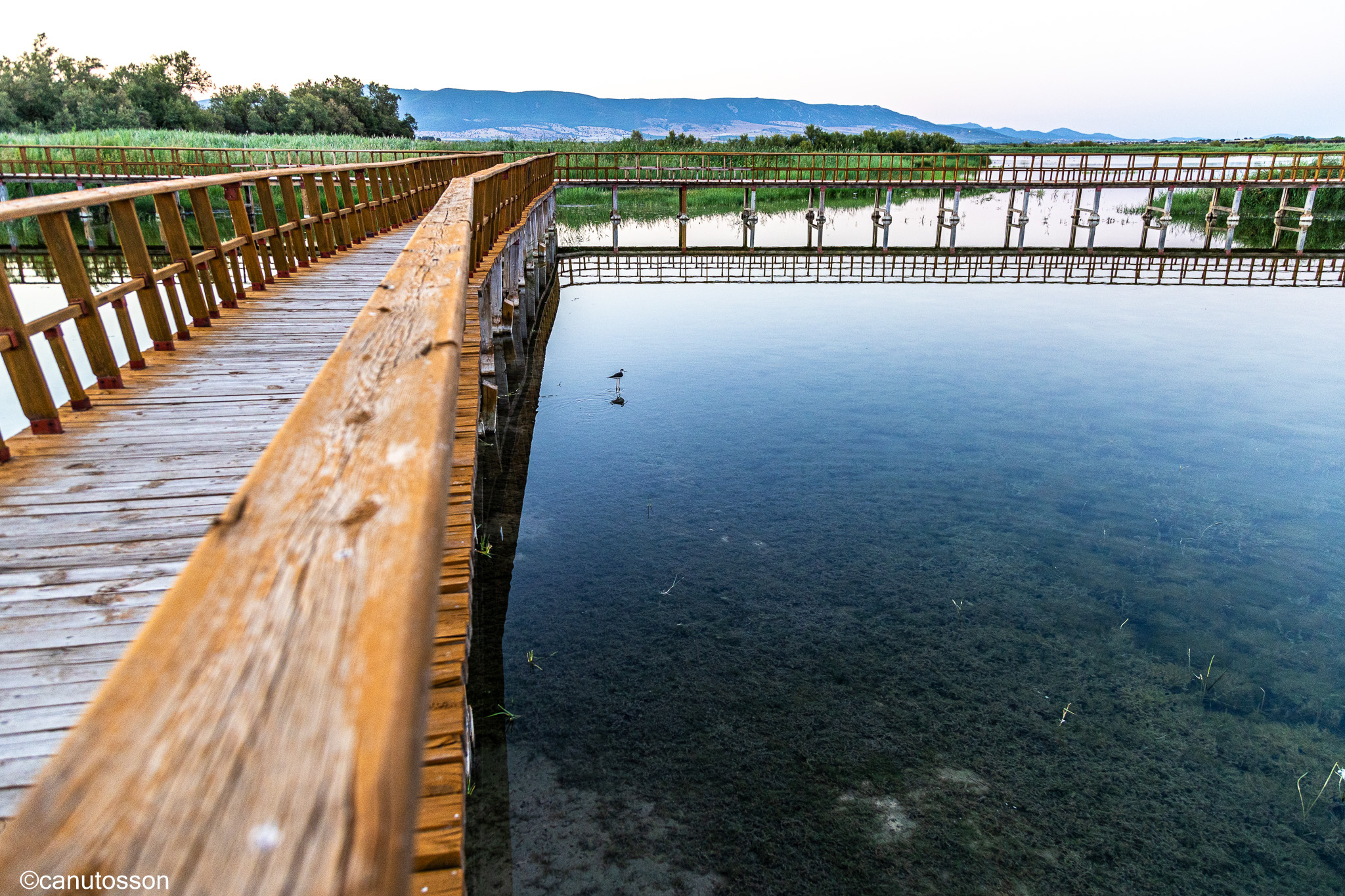Cigüeñuela tempranito por la mañana.