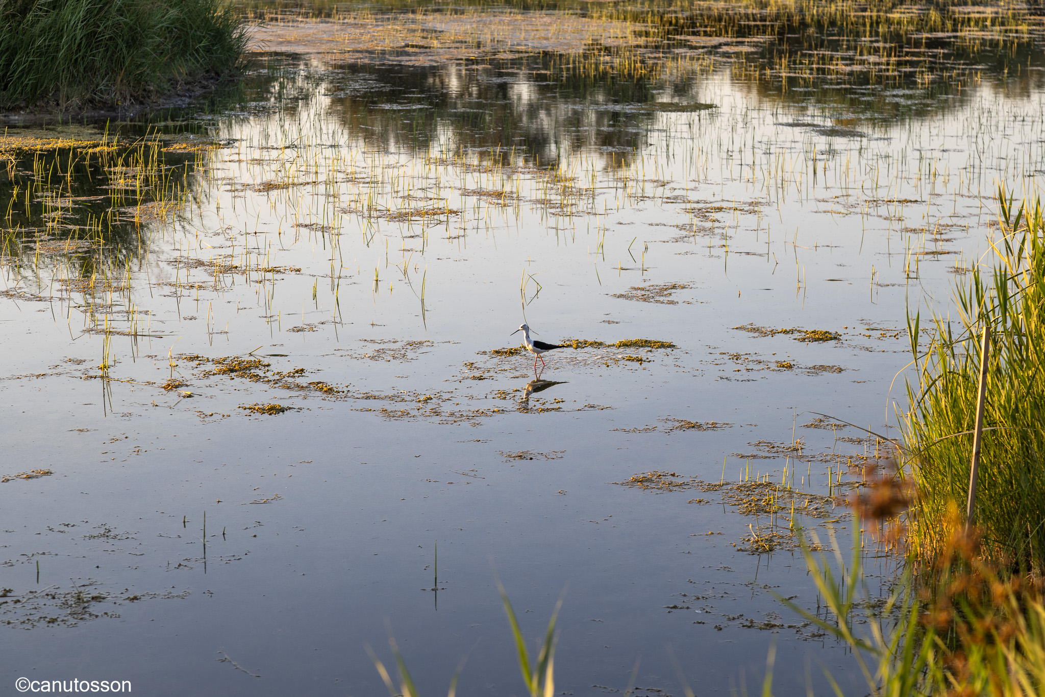 Cigüeñuela pendiente de cenar algo.
