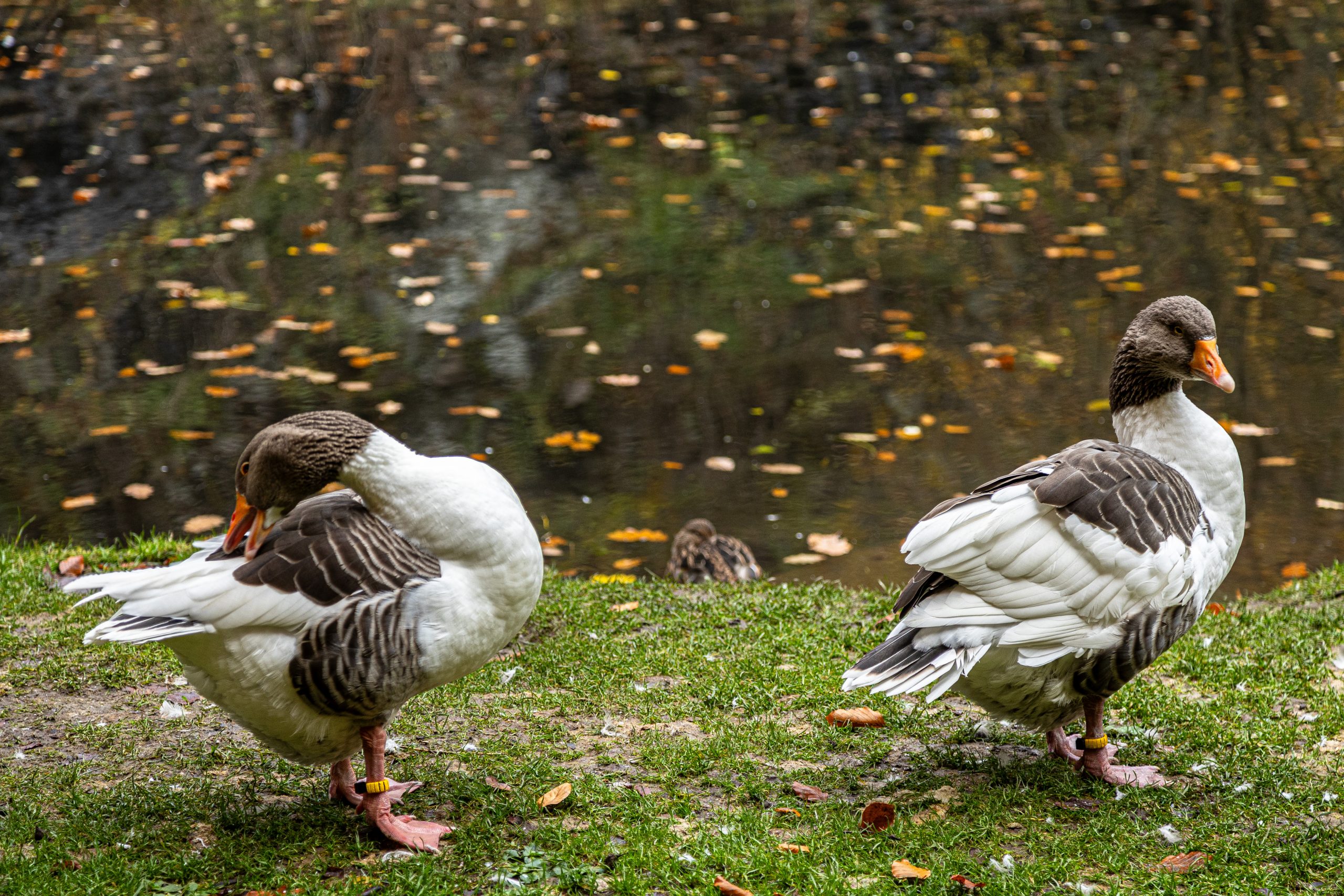 The Oeland goose an the Scania goose are the only remaining Swedish country geese breeds