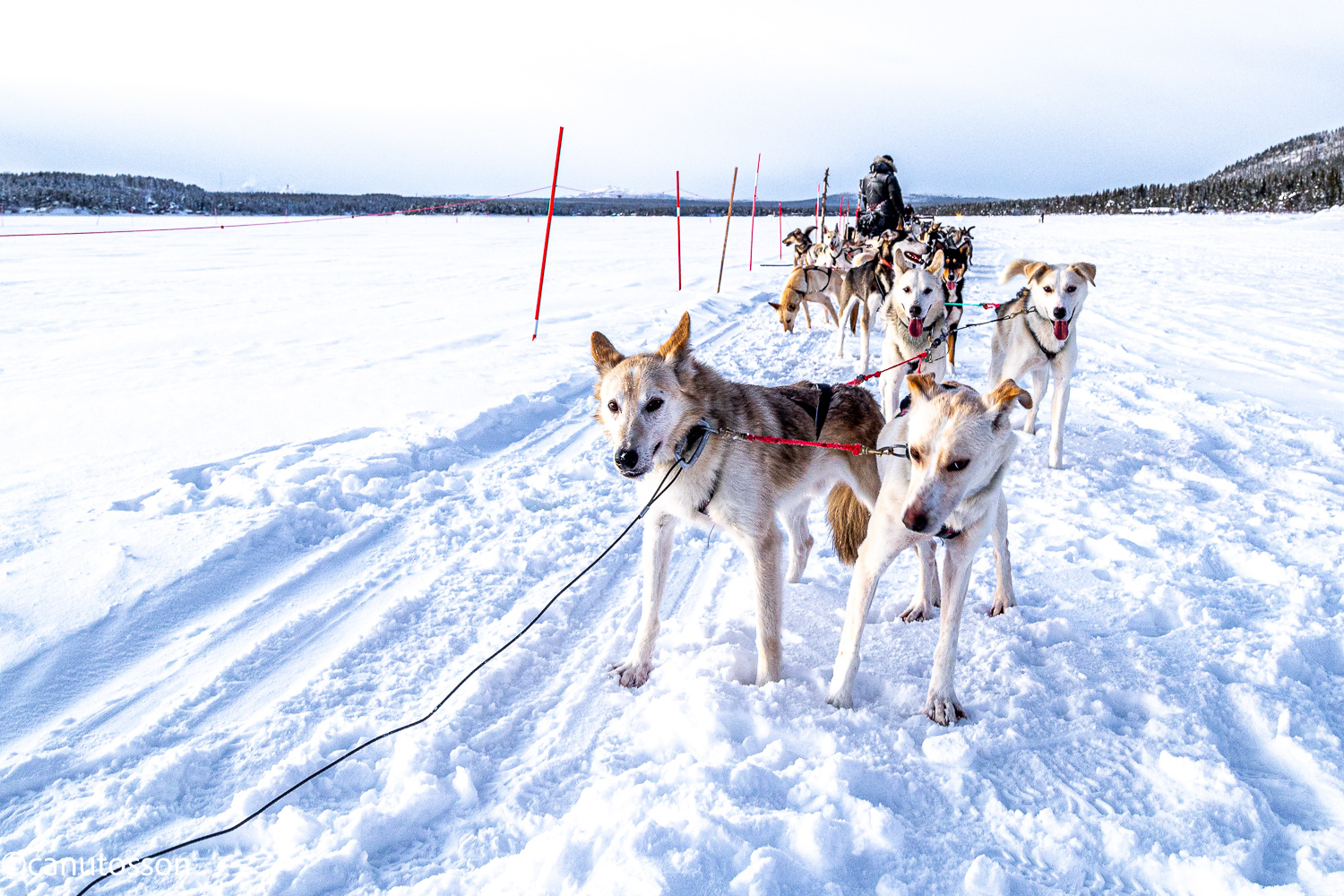 Huskys canadienses en Jukkasjärvi, en Laponia, Kiruna, Jukkasjärvi
