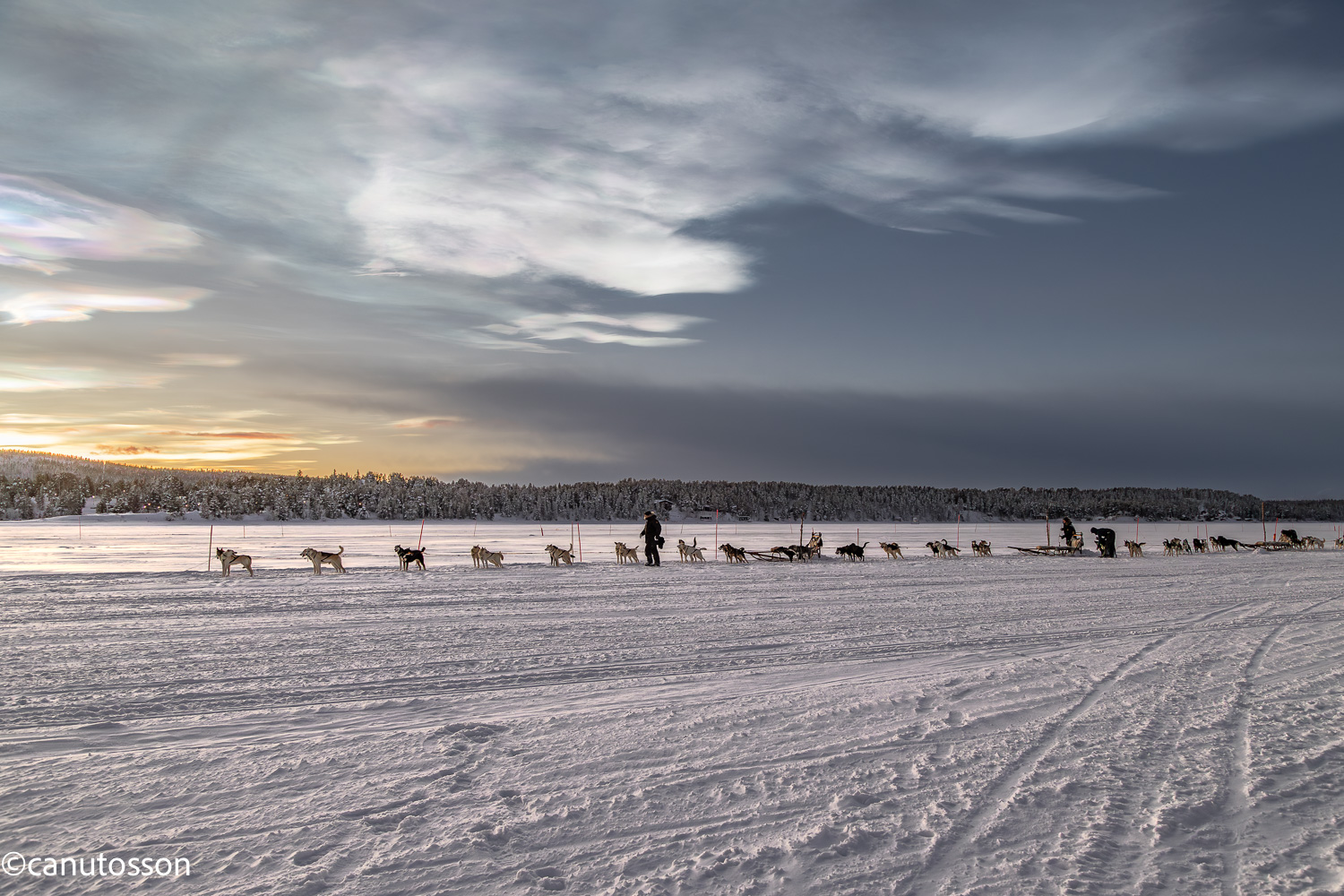 Tiros de trineos con Huskys sobre el helado río Torne en la Laponia sueca