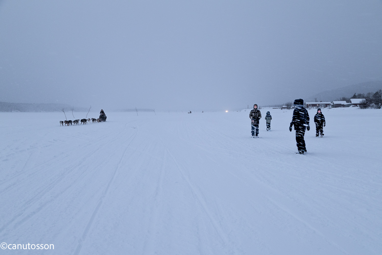 Temporal de nieve sobre el helado río Torne Laponia sueca. Tiro con Huskys