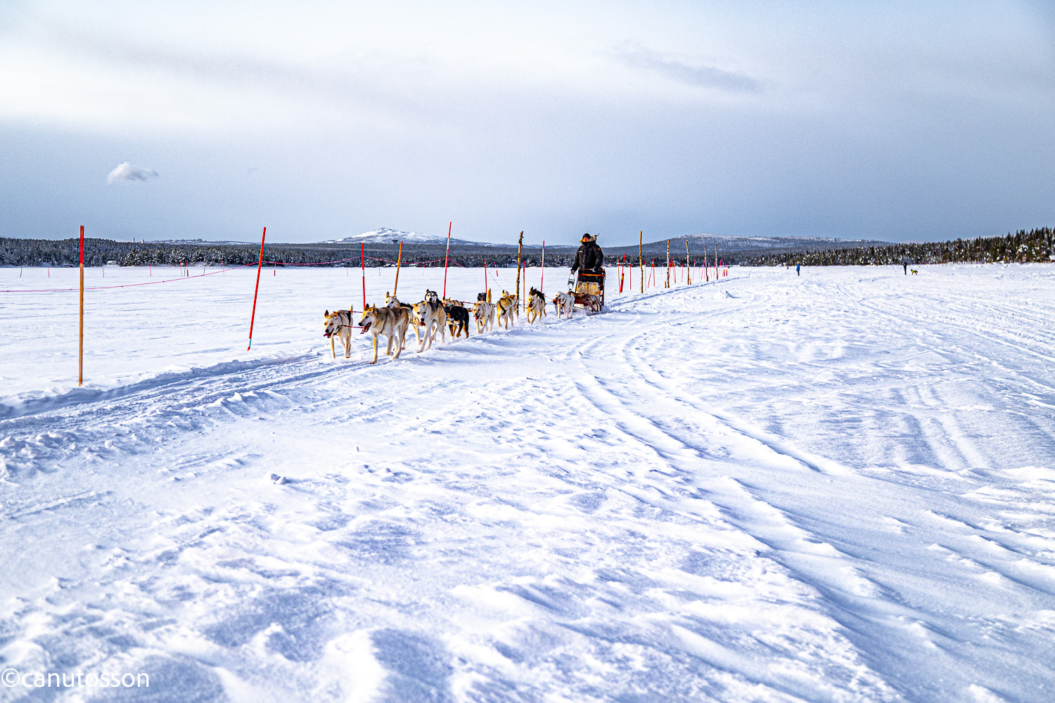 Tiro de Huskys sobre el río Torne, Laponia sueca