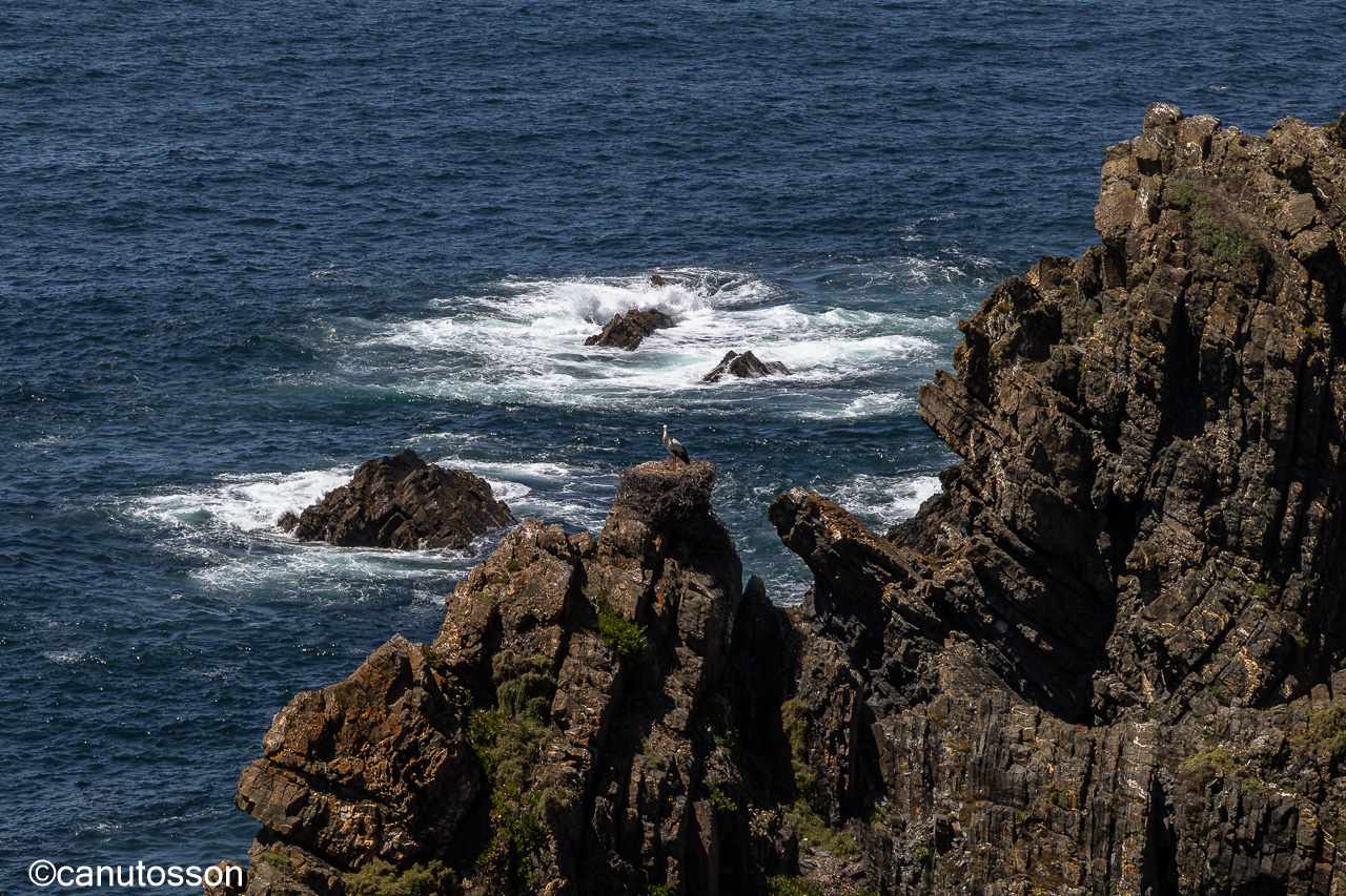 Lugar estratégico de anidamiento de la Cigüeña blanca en el Alentejo, Portugal