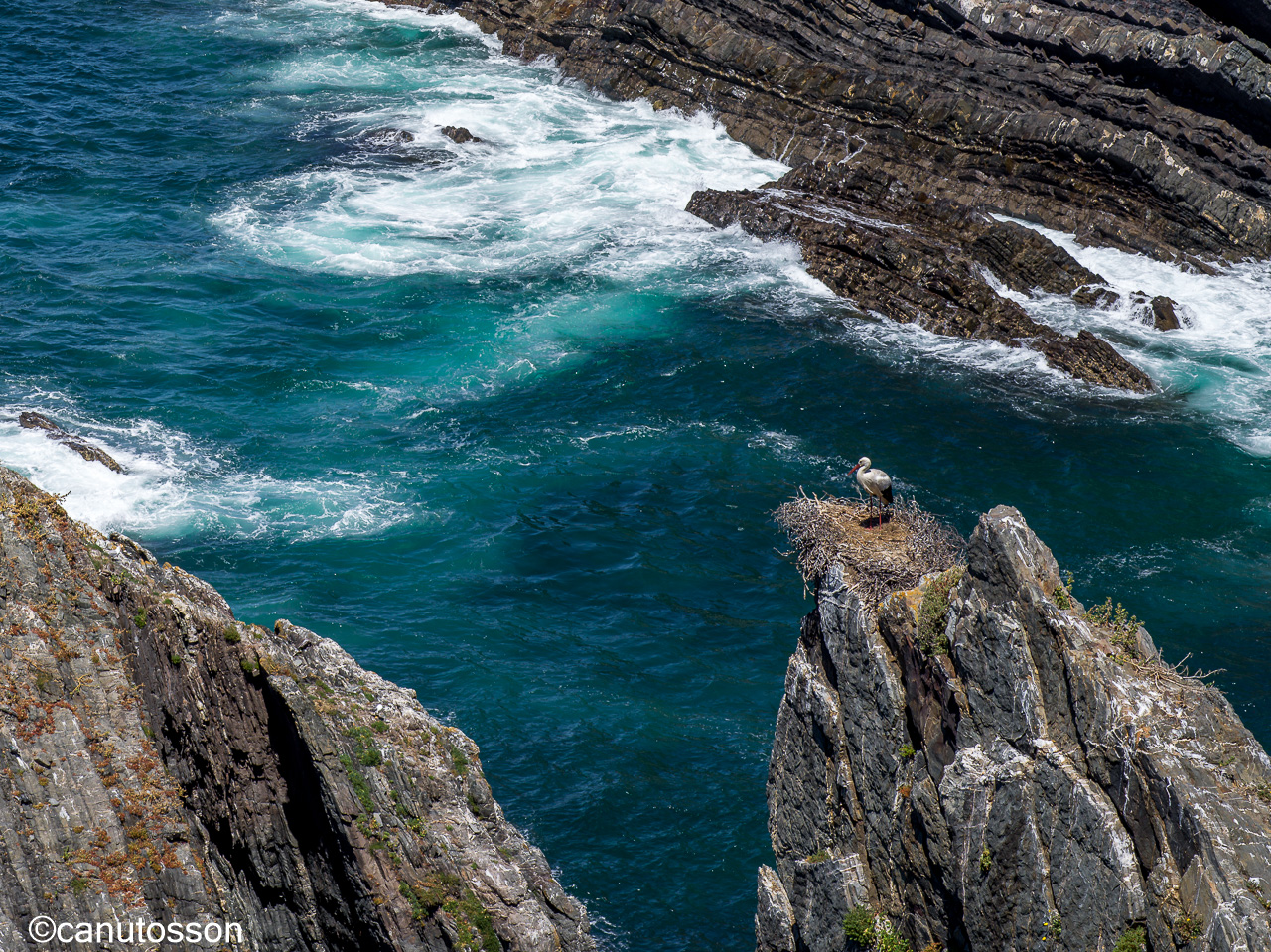 En breve la Cigüeña blanca recibirá al macho para iniciar el apareamiento, la puesta y cría de los polluelos.