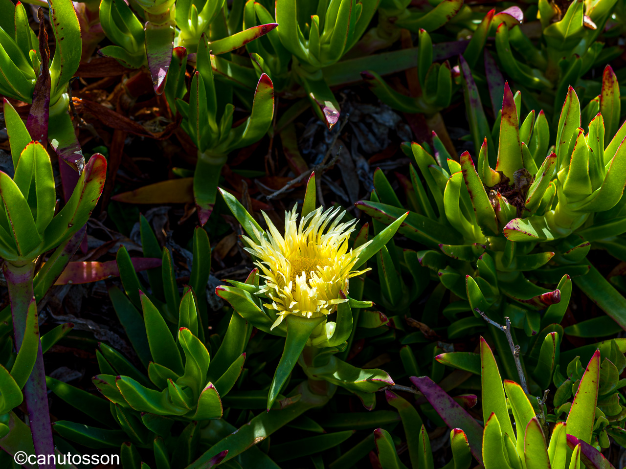 Planta invasiva de rápido crecimiento.