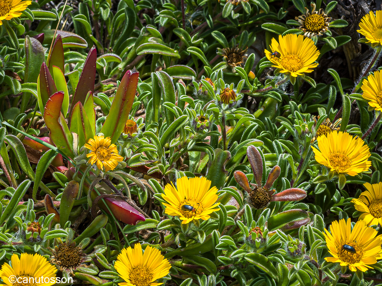 Ecosistema propio en la inhóspita planicie Del Cabo de San Vicente, Algarve.