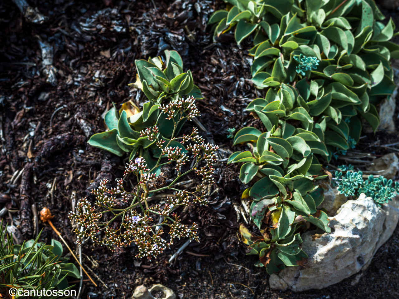 Ecosistema propio en la inhóspita planicie Del Cabo de San Vicente, Algarve.