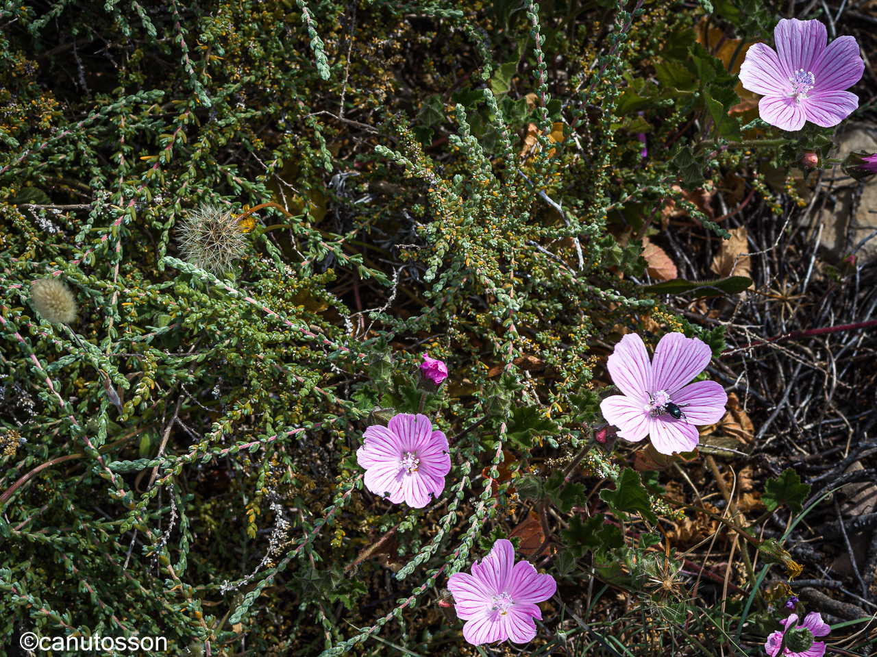 Ecosistema propio en la inhóspita planicie Del Cabo de San Vicente, Algarve.