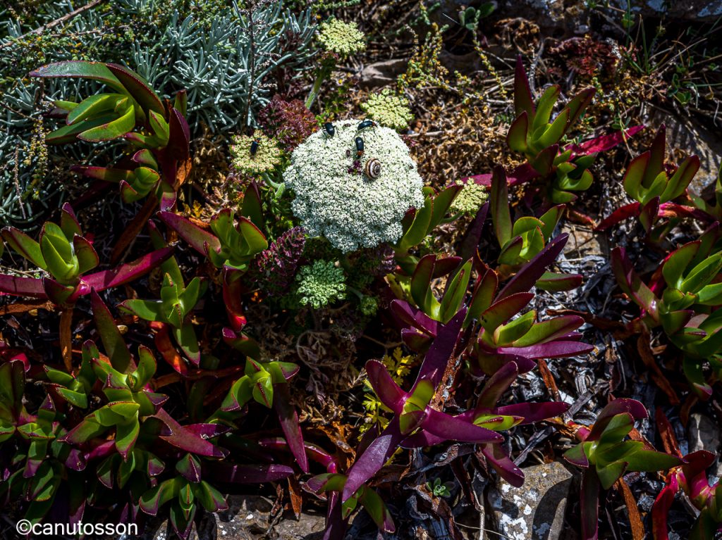 Ecosistema propio en la inhóspita planicie Del Cabo de San Vicente, Algarve.