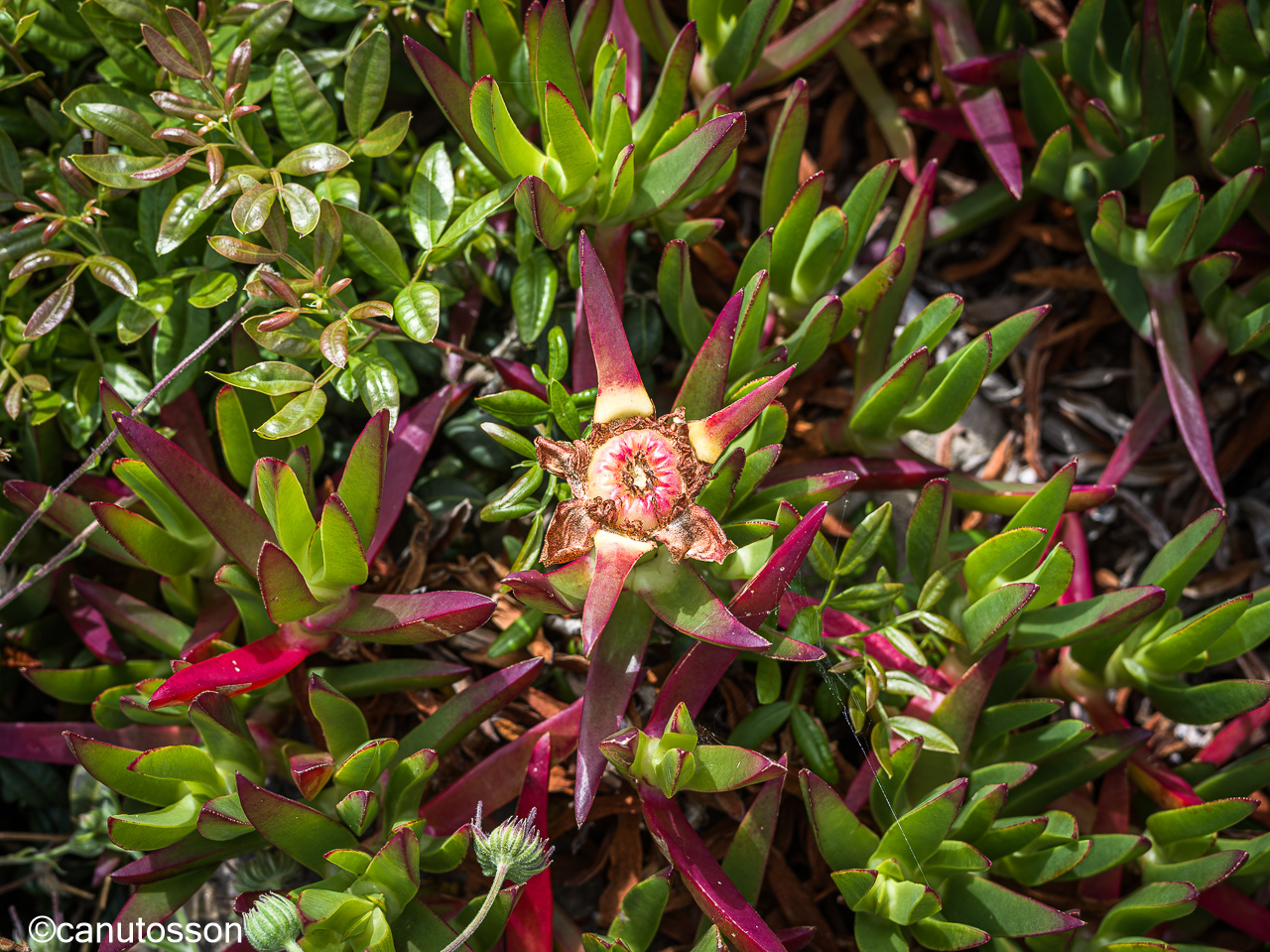 Capullo de la "Uña de gato"