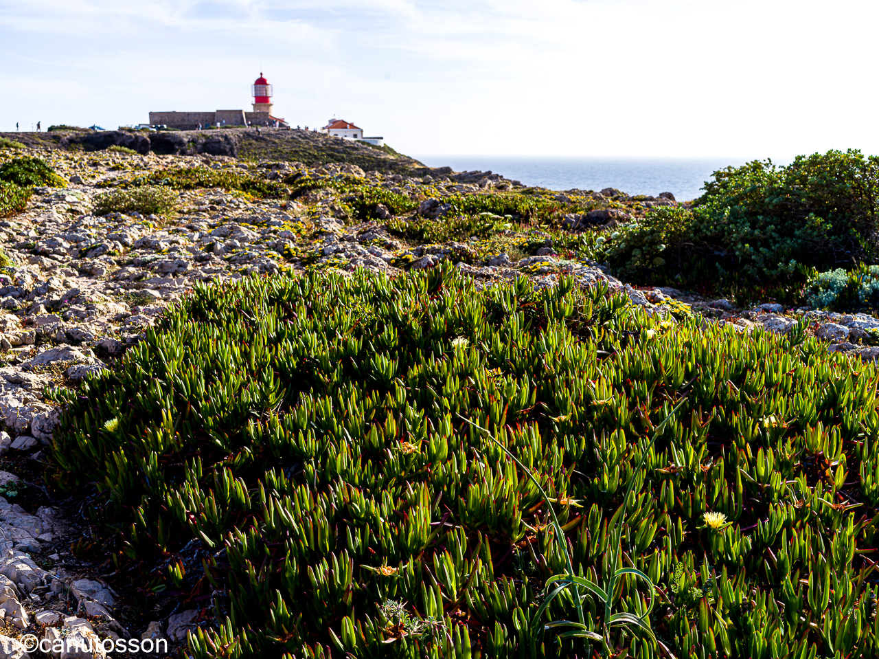 La invasora Uña de gato coloniza la planicie del Cabo de San Vicente, Algarve.