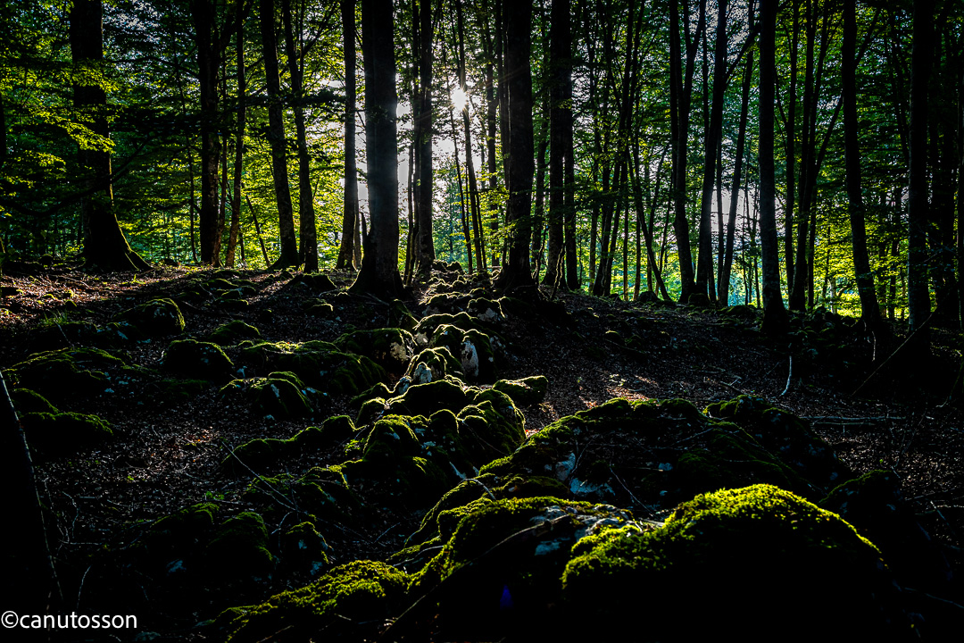 Puesta de sol en el hayedo de la Sierra Urbasa.